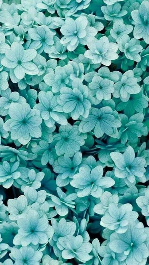 Teal Flower Wallpaper, Biana Vacker, Teal Wallpaper Iphone, Flor Iphone Wallpaper, Zoom Wallpaper, Frühling Wallpaper, Turquoise Aesthetic, Hydrangea Wallpaper, Verde Tiffany