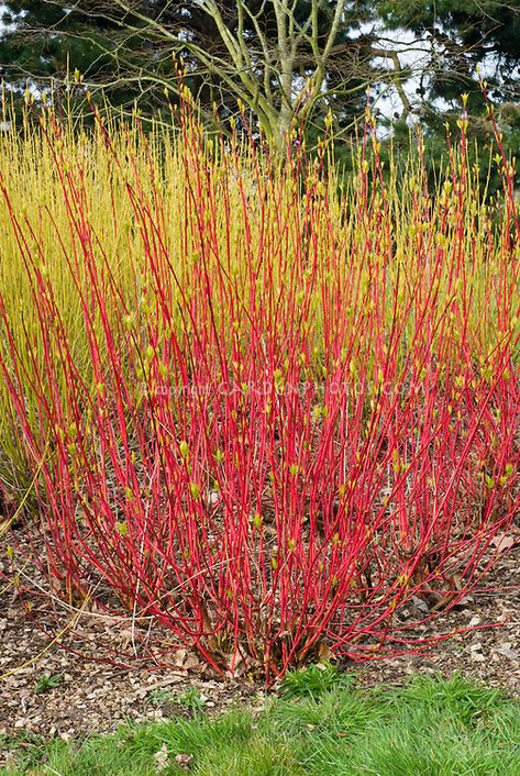 Cornus sericea 'Hedgerow Gold' red stems against yellow stems of Cornus sericea ‘Flaviramea’ redtwig dogwood in winter - 10'x8', sun/part shade, drought tolerant, PNW Redtwig Dogwood, Cornus Alba Sibirica, Cornus Sericea, Cornus Alba, Oregon Landscape, Backyard Cottage, Backyard Shade, Planting Plan, Sloped Garden