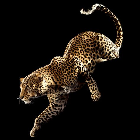 Leopard Hunting, Giraffe Images, Animal Taxidermy, African Leopard, Leopard Animal, Leopards, Wildlife Art, World Class, Taxidermy