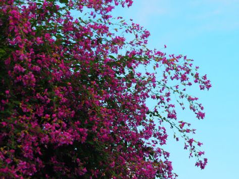 Why you should plant spectacular Lespedeza thunbergii, the magnificent fall-blooming shrub with fountains of rosy-pink flowers. Lespedeza Thunbergii, Filler Flowers, Subtle Background, Autumn Display, Clover Flower, Formal Gardens, Rosy Pink, Flowering Shrubs, Cream Flowers