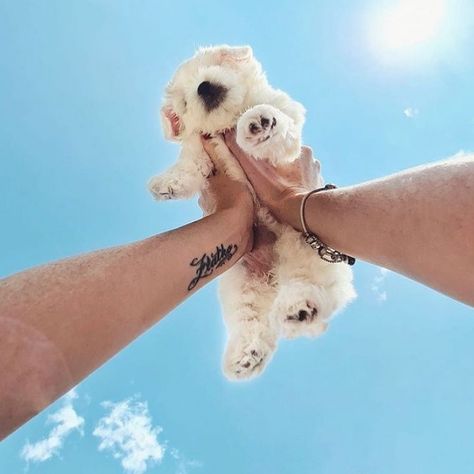 The Sky, Puppies, Pet, Dogs, On Instagram, Gifts, Blue, Instagram