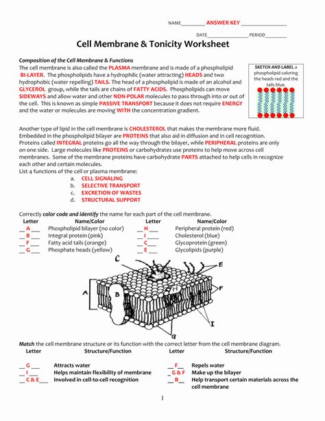 Cell Transport Worksheet Answers Elegant Cell Membrane & tonicity Worksheet – Chessmuseum Template Library Cell Membrane Activity, Cell Membrane Transport, Cell Membrane Structure, Membran Sel, Cell Transport, Cells Worksheet, Cell Organelles, Biology Worksheet, Membrane Structure