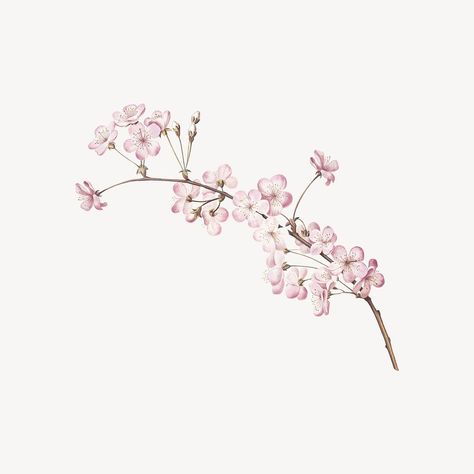 Pink cherry blossom branch collage element psd | premium image by rawpixel.com Cherry Blossom Icon, Cherry Blossom Png, Cherry Blossom Illustration, Cherry Blossom Images, Cherry Blossom Branches, Cherry Blossoms Illustration, Tattoo Apprenticeship, Blossom Branch, Pink Cherry Blossom