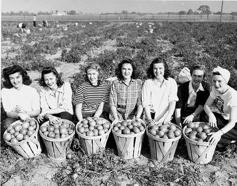 "Womens land army at Victory Gardens." Michigan State Univ. 1940s vintage photo #1940s #1940sfashion #garden #ww2 #vintagephotography Victory Gardens, Women's Land Army, Pinterest Journal, Land Girls, Victory Garden, Vintage Garden, Michigan State, Red Cedar, Magazine Photography