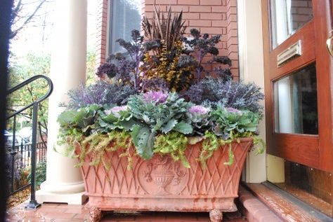 Centerpiece of this rectangular planter is dried bahia spears, and preserved eucalyptus dyed a color I call butterscotch.  The cabbages front and center have turned quite pink, given the cooler weather.  The angelina trailing in the front would easy survive the winter in this planter, were it left there.  Placed just next to the front door, this planting gives a cheery fall hello to anyone who comes to the door. Rectangular Planter Ideas, Planter Ideas Outdoor, Eucalyptus Dye, Detroit Garden Works, Fall Pots, Deborah Silver, Fall Container Gardens, Fall Planting, Ornamental Kale