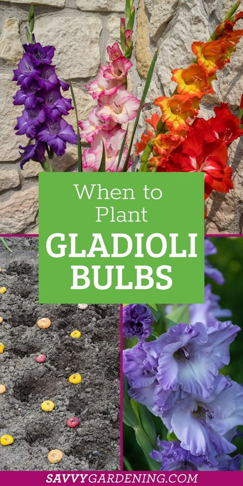 When to plant gladioli bulbs in gardens and for container gardening. The climate is really important when planting gladioli bulbs. Gladioli flowers or sword lilies. These flowers are affordable and are great for a budget garden. The upkeep is minimal. Find out here how to plant gladioli bulbs in warm and cold climates for bright and colorful blooms. Gladiolus Planting Ideas, Gladiolus Bulbs How To Plant, Planting Bulbs In Containers, Bulb Flowers Types Of, When To Plant Gladiolus Bulbs, Planting Gladiolus Bulbs In Containers, Growing Gladiolus Bulbs, Gladiolus Garden Ideas, Gladiolus Flower Garden