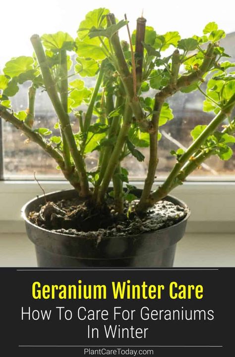 Though the weather starts getting colder, you can still have geraniums in your garden. Learn how to take care of Geranium plants in winter here. Geranium Arrangements In Pots, How To Keep Geraniums Over Winter, Overwintering Geraniums In Pots, Storing Geraniums Over Winter, Growing Geraniums Indoors, Landscape Potted Plants, How To Winter Geraniums, How To Store Geraniums Over Winter, How To Over Winter Geraniums