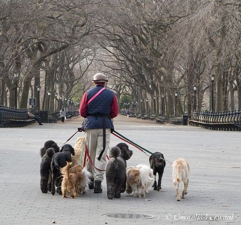 If you know what's good for you, don't mess with these maniacs! | Gangs Of New York: Dog Edition Dog Park Photoshoot, Dog Walker Aesthetic, Dog Walk Aesthetic, Dog Walking Aesthetic, Walker Aesthetic, Dog Sitting Business, Dog Website, Dog Walking Outfit, York Dog