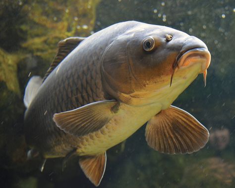 Common Carp Carp Fish Photography, Fishing Tips And Tricks, Karp Koi, Carp Fishing Tips, Fish Information, Common Carp, Carp Fishing Bait, Carp Fish, Fishing For Beginners