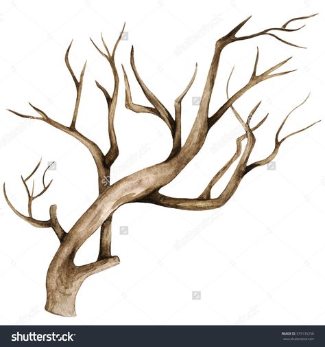 Watercolor dry tree, branch, bare tree, twig, bough closeup isolated on white background Easy Christmas Tree Decorations, Trees Drawing Tutorial, Evergreen Tree Tattoo, Dried Tree Branches, Simple Tree House, Branch Drawing, Dry Tree, Tree Sketches, Tree Of Life Tattoo