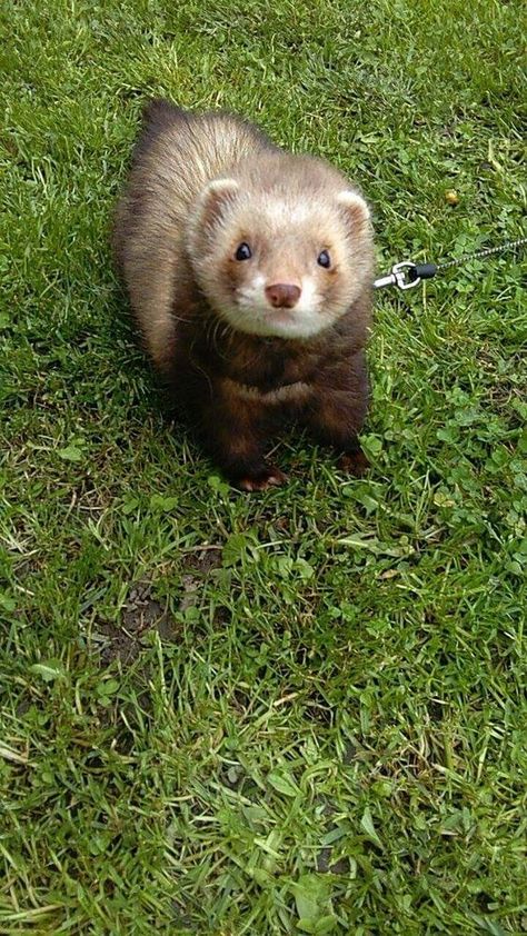 10 Reasons Ferrets Would Make Great Pets - I Can Has Cheezburger? Adorable Ferrets, Ferret Pictures, Ferret Stuff, Ferrets Care, Baby Ferrets, Chubby Baby, Funny Ferrets, Ferret Cage, Pet Ferret