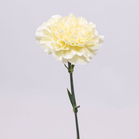 Butter Yellow Carnation Flowers are illustrious blooms with flared petals. The butter yellow coloration brings out a very retro vibe to the bloom. A stunning, happy flower sure to add that pop of color your florals crave. Butter Yellow Flowers, Soft Yellow Flowers, Pastel Yellow Flowers, Pale Yellow Wedding, Pale Yellow Weddings, Carnations Flower, Light Yellow Flowers, Baby Reception, Pale Yellow Flowers