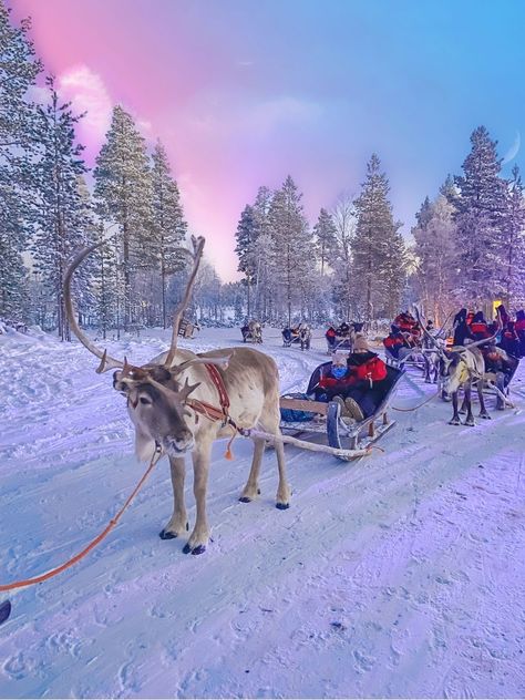 reindeer sleigh rides in Santa's Lapland Winter Travel Aesthetic, Lap Land, Lapland Aesthetic, Finland Reindeer, Cute Winter Outfits Baddie, Lapland Christmas, Christmas Raindeer, Winter Outfits Korean, Cold Weather Outfits Winter