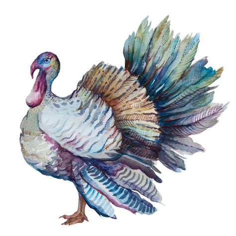 Turkey Drawing, Turkey Painting, Thanksgiving Clip Art, Bird Breeds, Turkey Art, Christmas Turkey, Turkey Stock, Turkey Chicken, Thanksgiving Greetings