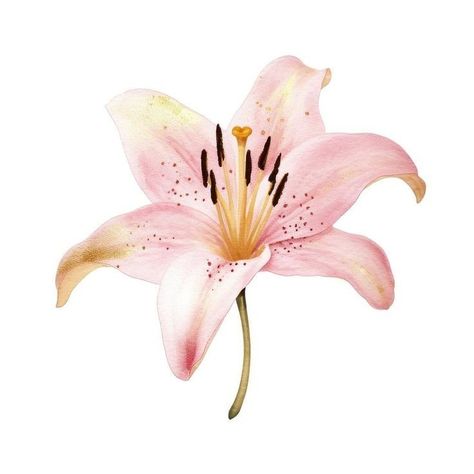 Pink Flowers White Background, Pink Flower Icon, Pretty Widgets, Aura Flower, Lillies Flowers, Flower Lilly, Flower Widget, Flower White Background, Flowers Icon