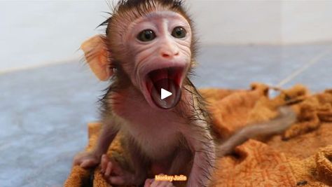 What happen wrong? Look so amazing cute baby monkey open big mouth | What happen wrong? Look so amazing cute baby monkey open big mouth | By Monkey JudieFacebook Baby Monkey For Sale, Pet Monkey For Sale, Monkeys For Sale, Vervet Monkey, Dance Cakes, Pet Monkey, Cute Monkey, Big Mouth