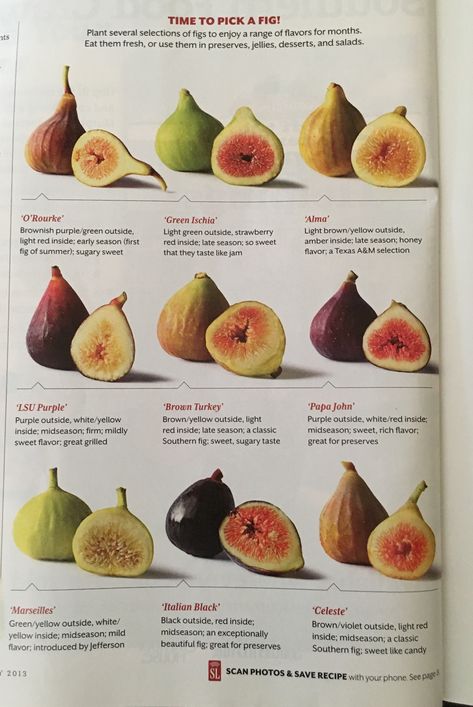 Fig Fruit Tree, Pescatarian Food, Growing Fig Trees, Resep Vegan, Fig Varieties, Plantarea Legumelor, Fruit Growing, Fit Foods, Fig Trees