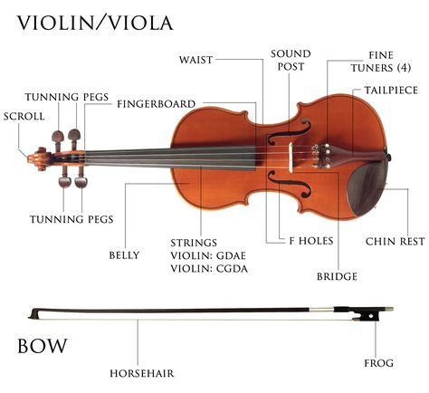 violin parts illustration Suzuki Violin Practice, Violin Tips, Violin Teaching, Instructional Method, Violin Family, Violin Practice, Violin Instrument, Violin Art, Violin Parts