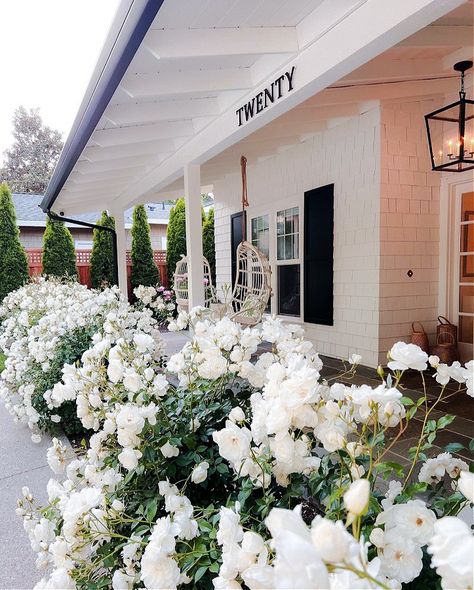 a hedge of iceberg roses in front of home Rose Bushes Front Of House, Container Garden Front Of House, White Roses Landscaping, White Roses Front Yard Landscaping, White Roses Front Yard, Iceberg Rose Hedge, Evergreens In Front Of House, White Flower Beds In Front Of House, Planting A Hedge