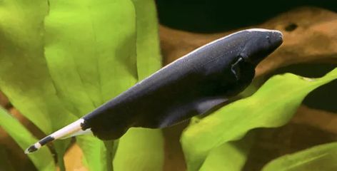 Black Ghost Knife Fish: Diet | Size | Lifespan | Care Guide 1 Ghost Knife Fish, Black Ghost, Aquarium Fish, Ghost, Fish, Water, Black