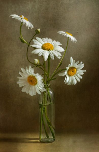 Daisies still life | Flickr - Photo Sharing! White Daisies, Life I, Still Life, Vase, Canvas, Glass, White