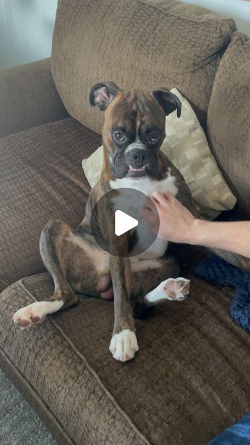 Winston 🐾💙 on Instagram: "✨ the cutest ✨  #boxer #boxerdog #boxersofinstagram #dogsofinstagram #dogs #boxerpuppy #puppies #puppiesofinstagram #reels #reelitfeelit #fyp #foryou #love #photooftheday" Boxer Puppy, Boxer Dogs, The Cutest, Puppies, Dogs, Animals, On Instagram, Instagram