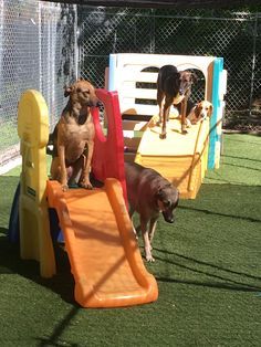 Dog Playroom, Daycare Outdoor, Outdoor Dog Area, Puppy Playground, Dog Friendly Backyard, School Trips, Doggie Daycare, Doggy Daycare, Park Ideas