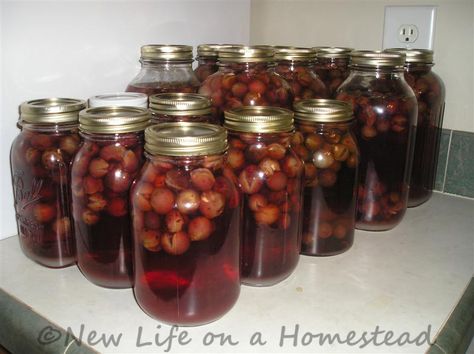 canned grape juice Canning Grape Juice, Homemade Grape Juice, Grape Juice Recipe, Canning Fruit, Wood Stove Cooking, Pressure Canner, Home Canning, No Cooking, Juice Recipes