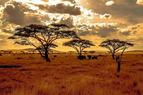 African Scenery Landscapes, Savannah Aesthetic African, Afrika Aesthetic, African Savannah Landscape, Turkey Masjid, Safari Landscape, Savanna Biome, African Aesthetics, Africa Trees