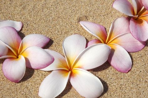 How to Make Plumeria Foam Flowers (7 Steps) Hawaiian Crafts, Foam Sheet Crafts, Fleurs Diy, Flowers Tutorial, Plumeria Flowers, Crepe Paper Flowers, Silk Flower Arrangements, Foam Flowers, Hawaiian Flowers