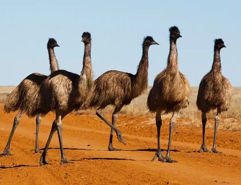 Emu Bird, Foolish One, Cowgirl Photoshoot, Jungle Birds, Flightless Bird, Tropical Animals, Australian Birds, Bird Wallpaper, Types Of Animals