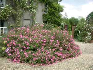 "Orchid" Rockrose Rock Rose Plant, French Cottage Garden, Rose Like Flowers, Plant Foliage, Deer Resistant Flowers, Rose Garden Landscape, Landscaping With Roses, Garden Perennials, Texas Garden