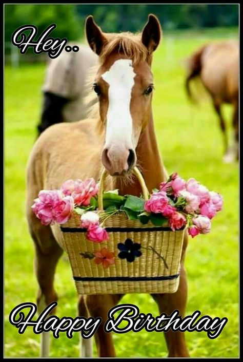 Happy Birthday Horse Birthday, Happy Birthday Meme, Happy Birthday Fun, Birthday Meme, Cute Horses, Appaloosa, Happy Birthday Quotes, Birthday Pictures, Happy Birthday Greetings