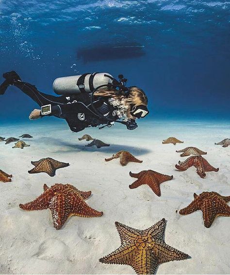 Scuba Diving Photography, Diving Board, Sea Stars, Scuba Diving Gear, Best Scuba Diving, Scuba Girl, Water Adventure, Diving Gear, Underwater Photos