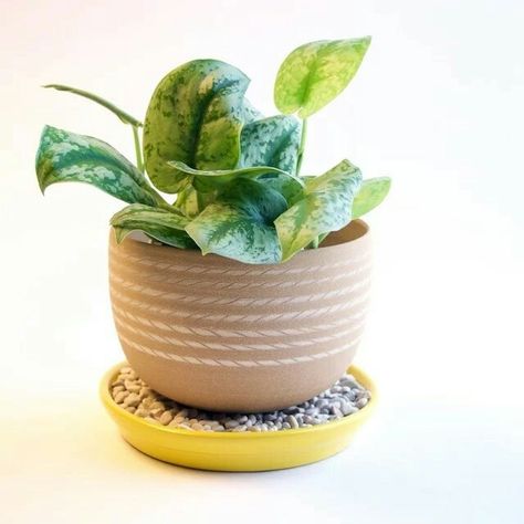 Houseplants: Does your planter need a saucer? Plant Pot Saucers Diy, Plant Saucers, Diy Planter, Plant Saucer, Office Plants, House Plant Care, Magical Garden, Indoor Gardening, Indoor Plant Pots