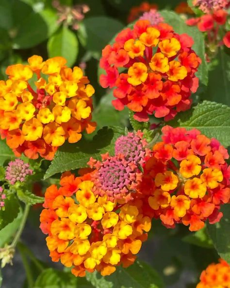 Lantana Seeds, Toxic To Dogs, Lantana Camara, Connecting With God, Elements Of Nature, Sacred Space, Beautiful Nature, Natural Beauty, Deer