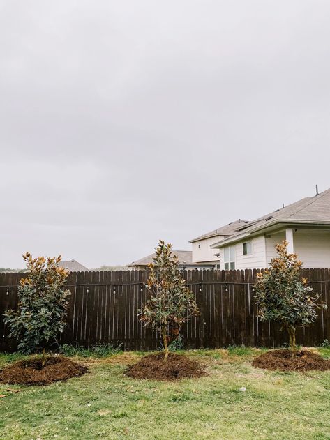 All the details on how we chose our Little Gem Magnolia trees, how much it cost to plant them, and what the process looked like! Magnolia Tree Landscaping, Little Gem Magnolia Tree, Magnolia Little Gem, Red Oak Tree, Magnolia Gardens, Backyard Trees, Privacy Plants, Magnolia Tree, Side Garden