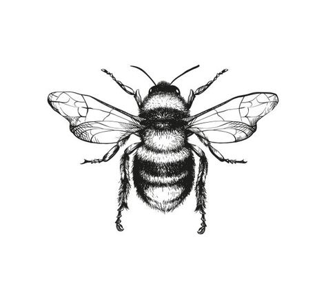 Drawing Ideas Easy For Teens, Bee Drawing, Kunst Tattoos, Insect Tattoo, Polynesian Tattoos, Bee Illustration, Pencil Sketch Drawing, Geometric Tattoos, Engraving Illustration