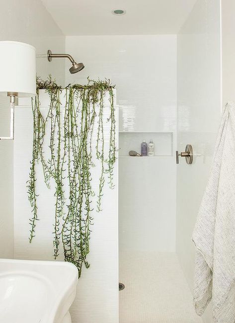 Shower Remodel Diy, Small Shower Remodel, Plants Hanging, Eclectic Bathroom, Bathroom Themes, Bathroom Plants, Succulent Plants, Shower Remodel, Shower Stall