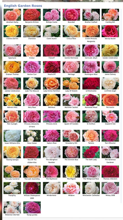 Flowers Aesthetic Garden, David Austin Roses Garden, Garden Pond Diy, Summer Flowers Aesthetic, Kinds Of Roses, Pond Diy, Flower Design Ideas, Rose Garden Design, Tulips Spring