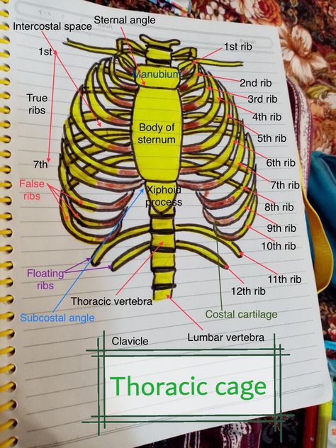 Skeletal System Anatomy Notes, Skeleton Notes, Nursing School Must Haves, Doctor Notes, Thoracic Cage, Skeletal System Anatomy, Anatomy Diagrams, Human Heart Drawing, Axial Skeleton