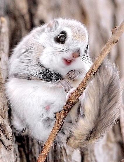 Japanese Dwarf Flying Squirrel - I've pinned this cutie before but I just can't help it! Flying Squirrel