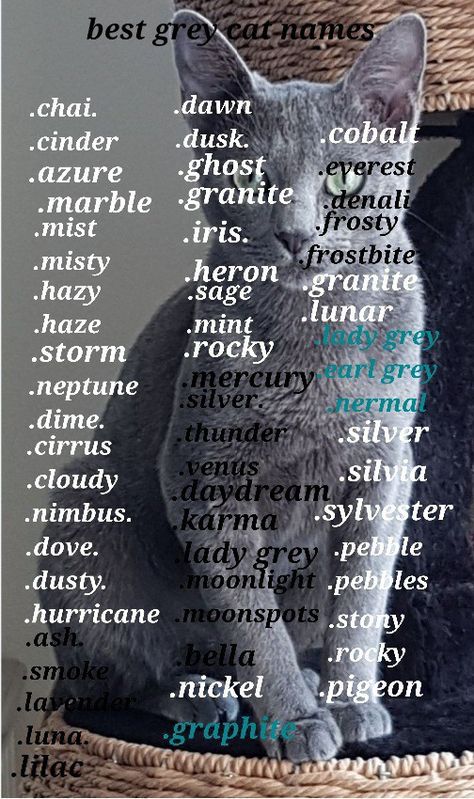 Gray Cat Names, Baby Pet Names, Grey Cat Names, Cat Symbolism, Tabby Cat Names, Cute Animal Names, Sims Names, Seasons Name, Cute Pet Names