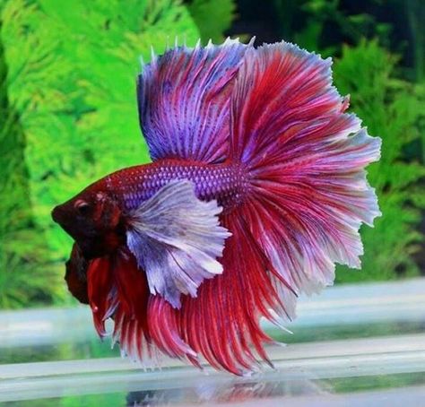 Rosetail Dumbo Ikan Air Tawar, Betta Fish Types, Betta Aquarium, Betta Fish Care, Pretty Fish, Betta Tank, Beta Fish, Freshwater Aquarium Fish, Air Tawar