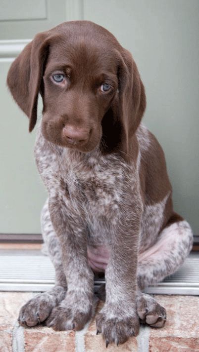 German Shorthaired Pointer Puppy Gsp Puppies, German Shorthaired Pointer Dog, Pointer Puppies, Psy I Szczenięta, Feeling Guilty, German Shorthair, Pointer Dog, German Shorthaired Pointer, Easy Hair