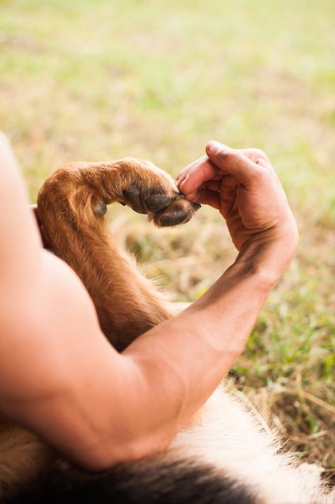 Human and dog make heart shape with his hands and paw Premium Photo Dog Owner Photoshoot, Family Dog Photos, Pet Photography Poses, Dog Photoshoot Pet Photography, Dog Photography Poses, Psy Chihuahua, Photographie Art Corps, Puppy Photography, Photos With Dog