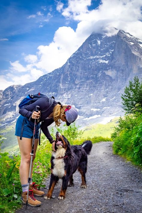 Bernese Mountain Dog Hiking, Dog In Mountains, Bernese Mountain Dog Aesthetic, Berner Dog, Mountain Dog Breeds, Burmese Mountain Dogs, Inktober Ideas, Hiking Dog, Manifesting Life