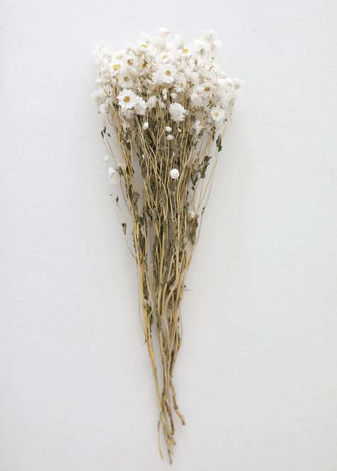 Preserved Rodanthe in White | Shop Dried Flowers at Afloral.com Rodanthe Flowers, Historic Airbnb, White Dried Flowers, Dried Wildflowers, Wildflower Bouquets, Flower Bundle, Dainty Flowers, Natural Flowers, Chrysanthemum Flower