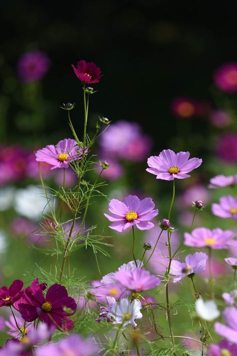 2018/10/17 cosmos (10) | mayumi k | Flickr Cosmos Leaves, Cosmos Jewelry, Purple Cosmos Flower, Wild Cosmos, Pink Cosmos Flowers, Purple Cosmos, October Birth Flowers, Flower Board, Cosmos Flowers