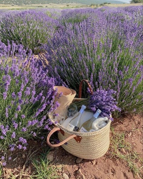 Jenna Core, French Cottagecore, Lavender Plants, Lavender Aesthetic, Cottage Core Aesthetic, Sun Designs, No Rain, Room With Plants, Cottagecore Aesthetic